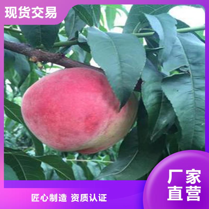 桃【苹果苗】省心又省钱同城生产商