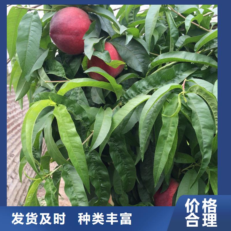 桃樱桃苗适用范围广可定制有保障