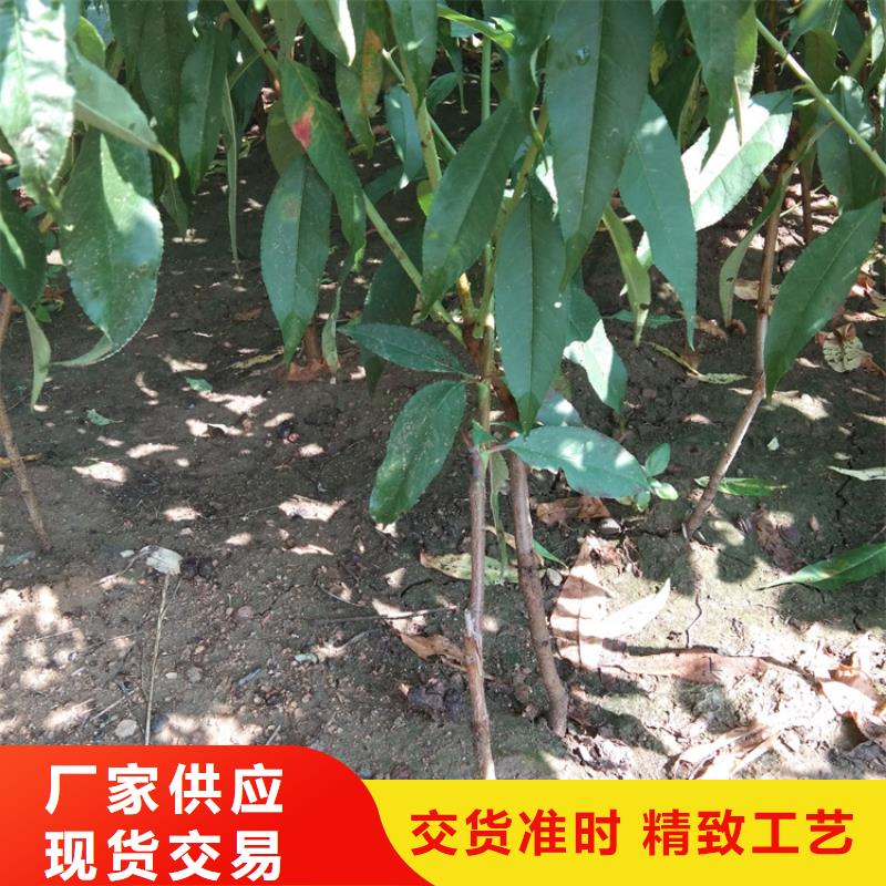 桃【樱桃苗】推荐商家推荐商家