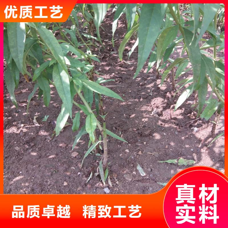 桃,樱桃苗免费回电当地供应商