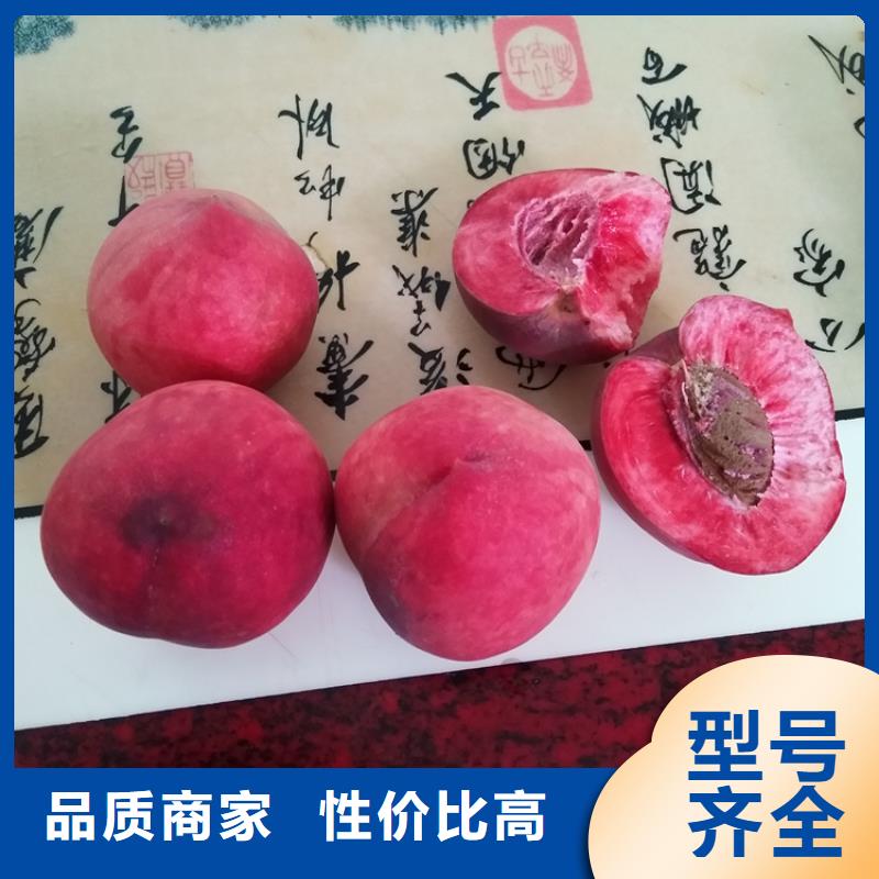 桃蓝莓苗常年供应极速发货