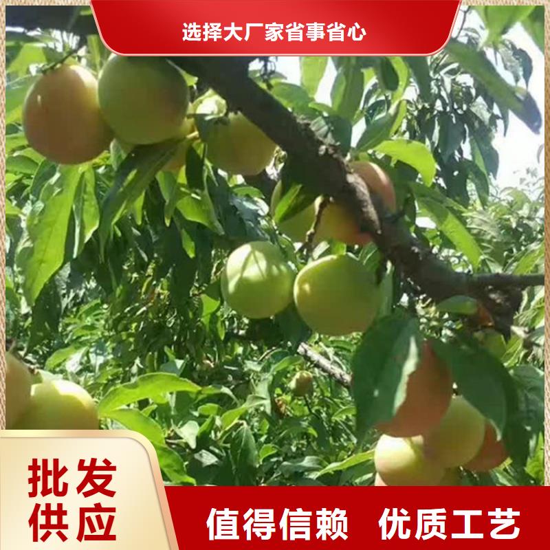 【李子】无花果苗同行低价拒绝伪劣产品