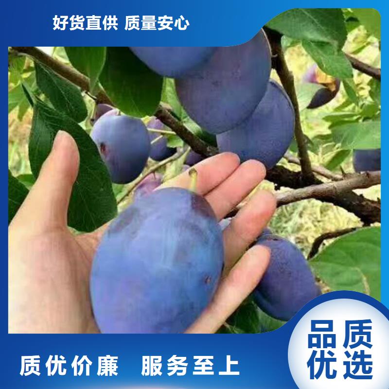 李子梨树苗极速发货当日价格