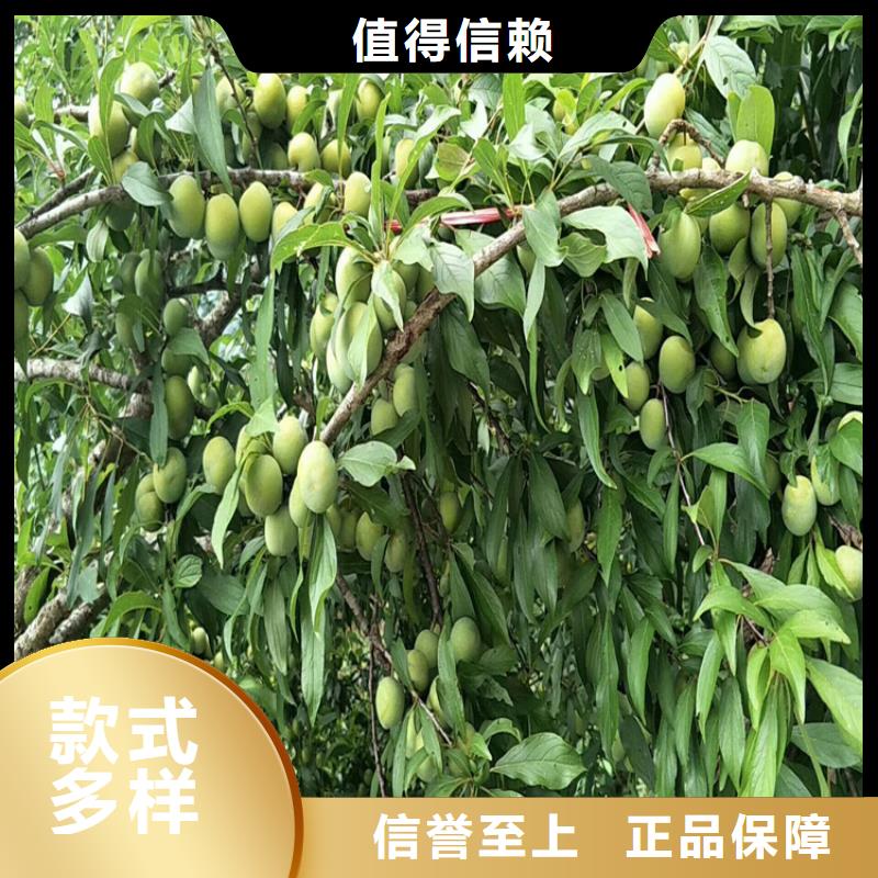 李子蓝莓苗工厂直营【当地】公司