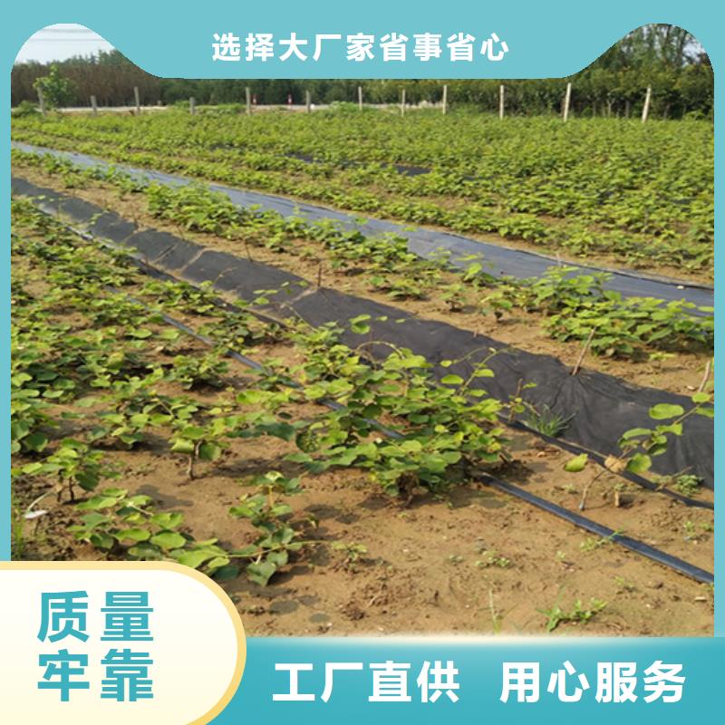 猕猴桃【樱桃苗】货到付款【本地】供应商