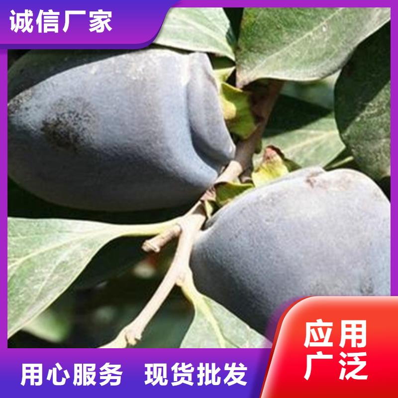 柿子_【蓝莓苗】厂家现货批发今日价格