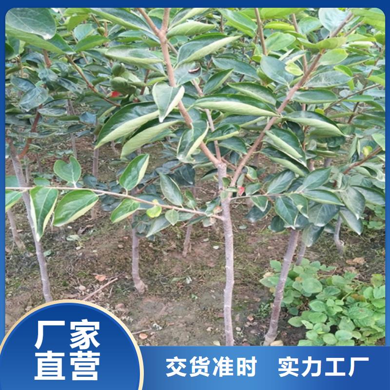 柿子苹果苗优质货源同城经销商