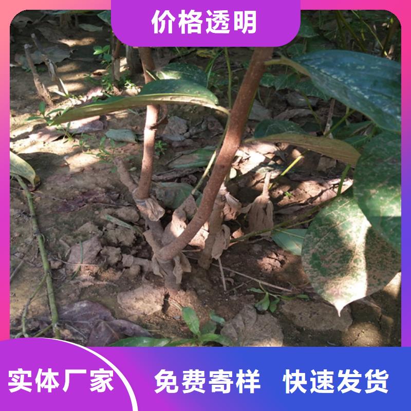 柿子苹果苗量少也做当地厂家