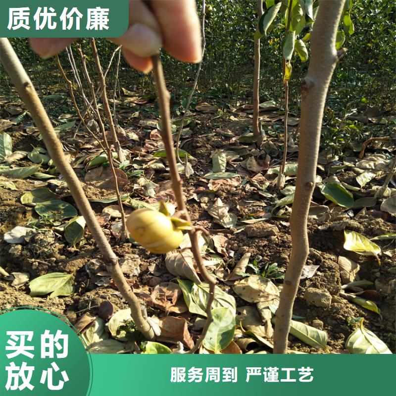柿子樱桃苗0中间商差价产品实拍