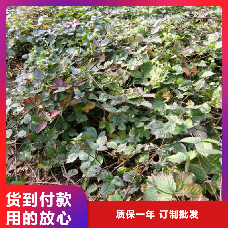 树莓苹果苗高质量高信誉匠心工艺