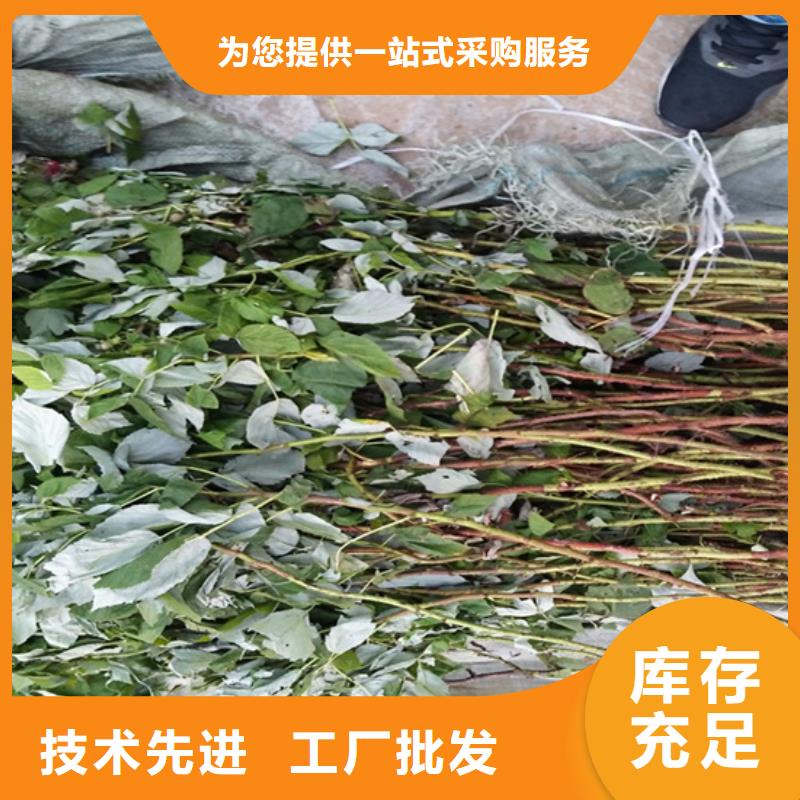 树莓苹果苗自产自销当地品牌