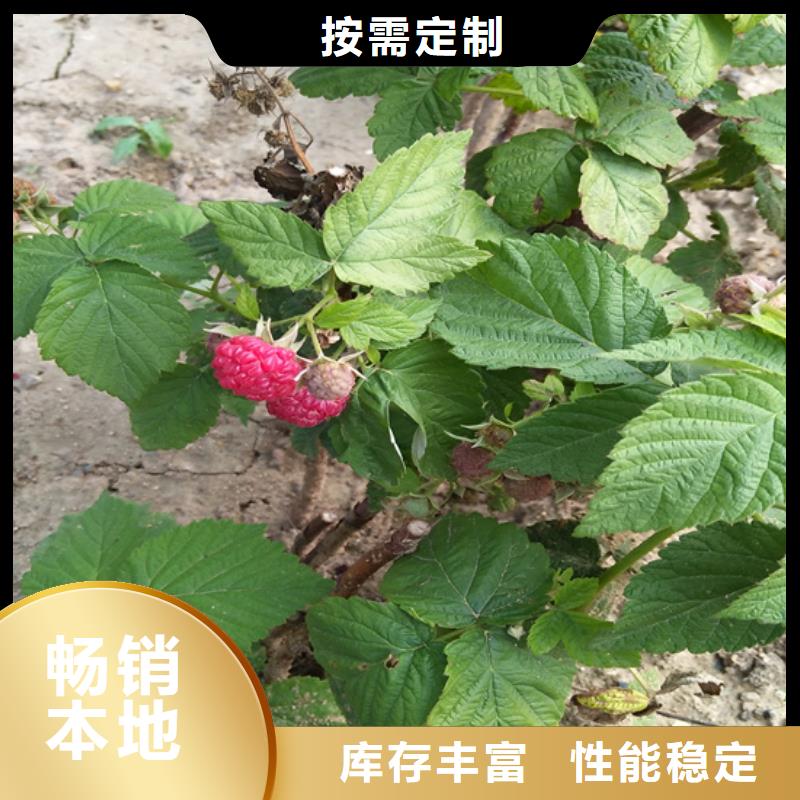 【树莓梨树苗工厂直供】批发商