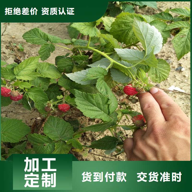 树莓【苹果苗】优良工艺源头直供