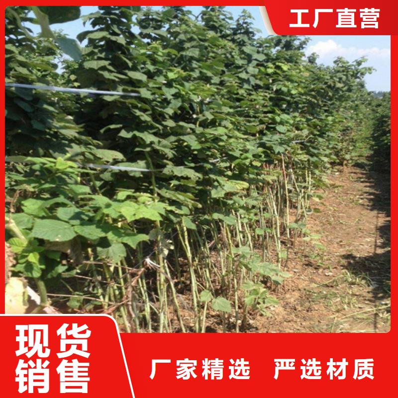 【树莓樱桃苗厂家供应】用途广泛