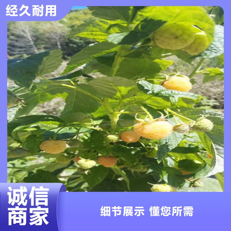 树莓樱桃苗同行低价当地公司