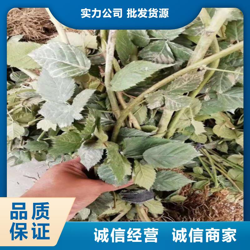 树莓草莓苗价格实惠同城公司