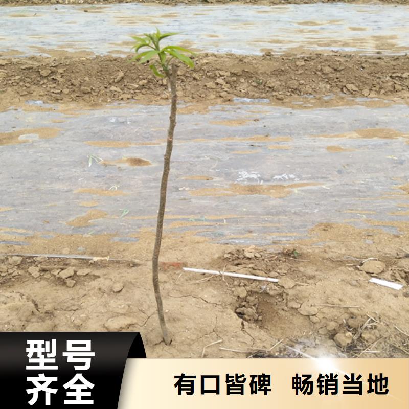 【碧根果梨树苗产品优良】[当地]厂家