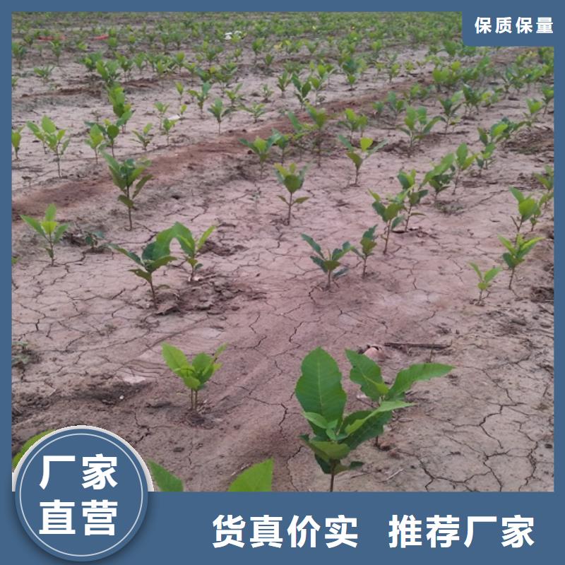 碧根果奶油草莓厂家批发价工厂现货供应