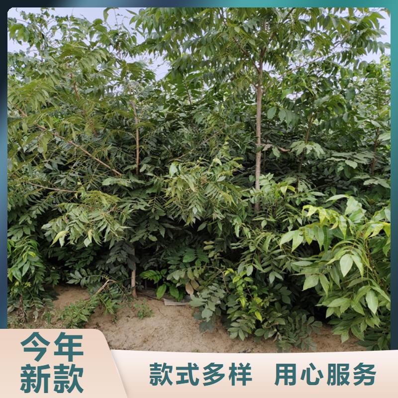 碧根果-桃树苗货源充足厂家规格全