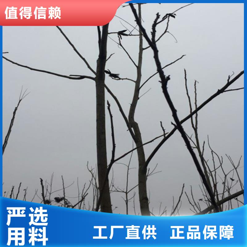 碧根果石榴树货源直销本地供应商