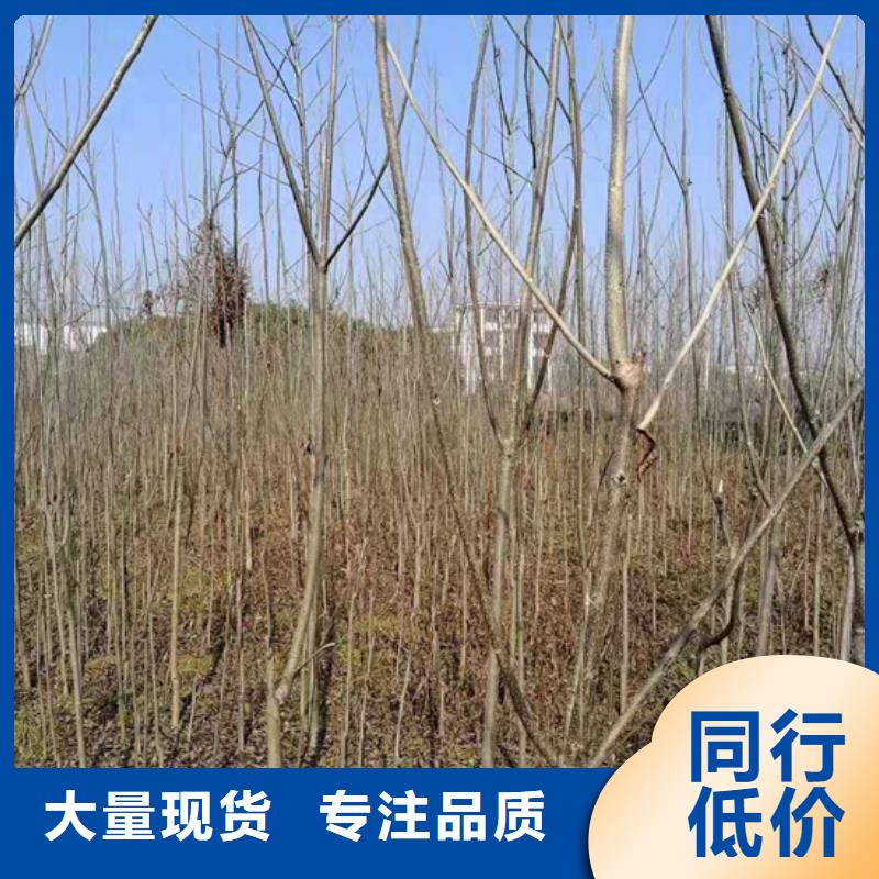 碧根果-【花椒苗】常年供应本地生产厂家