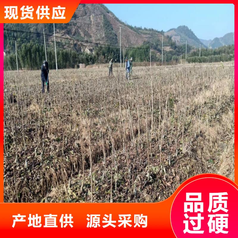 碧根果梨树苗用心做产品当地供应商