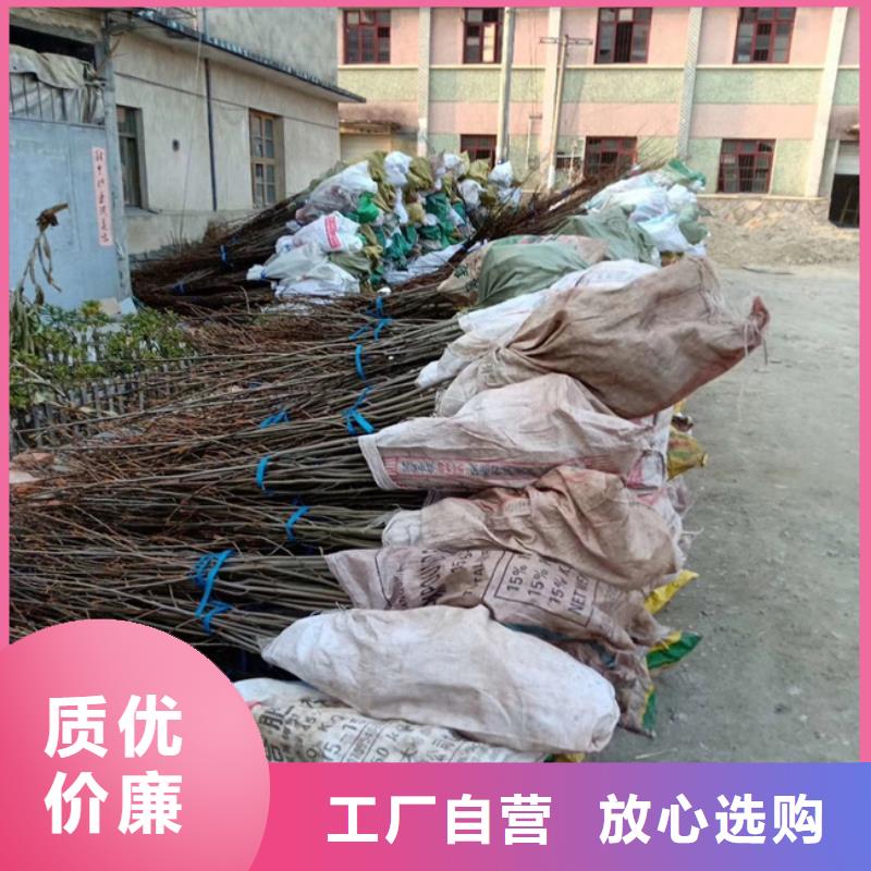 【碧根果】李子苗不只是质量好当地厂家