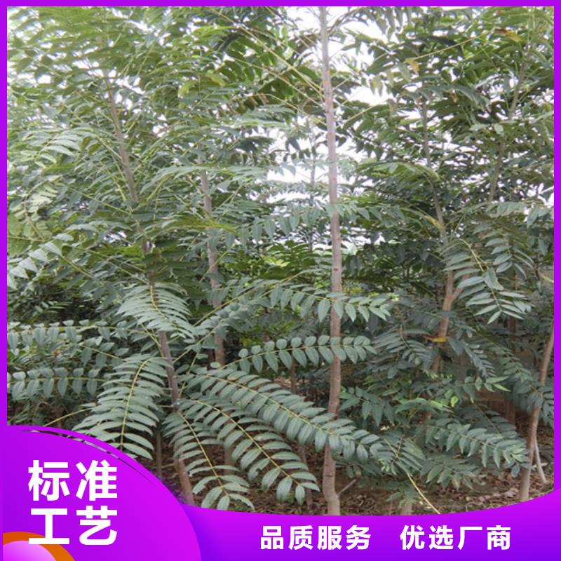 香椿,桃树苗货源稳定本地货源