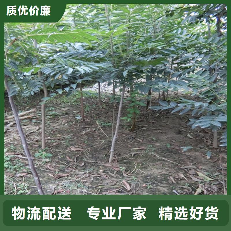 香椿石榴树质检合格出厂一站式厂家