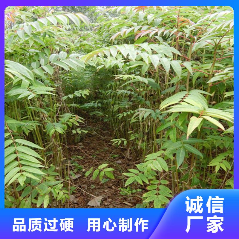 香椿石榴树高质量高信誉现货直发