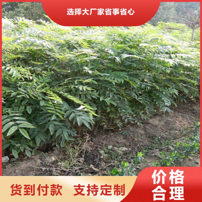 香椿苹果苗精致工艺同城经销商