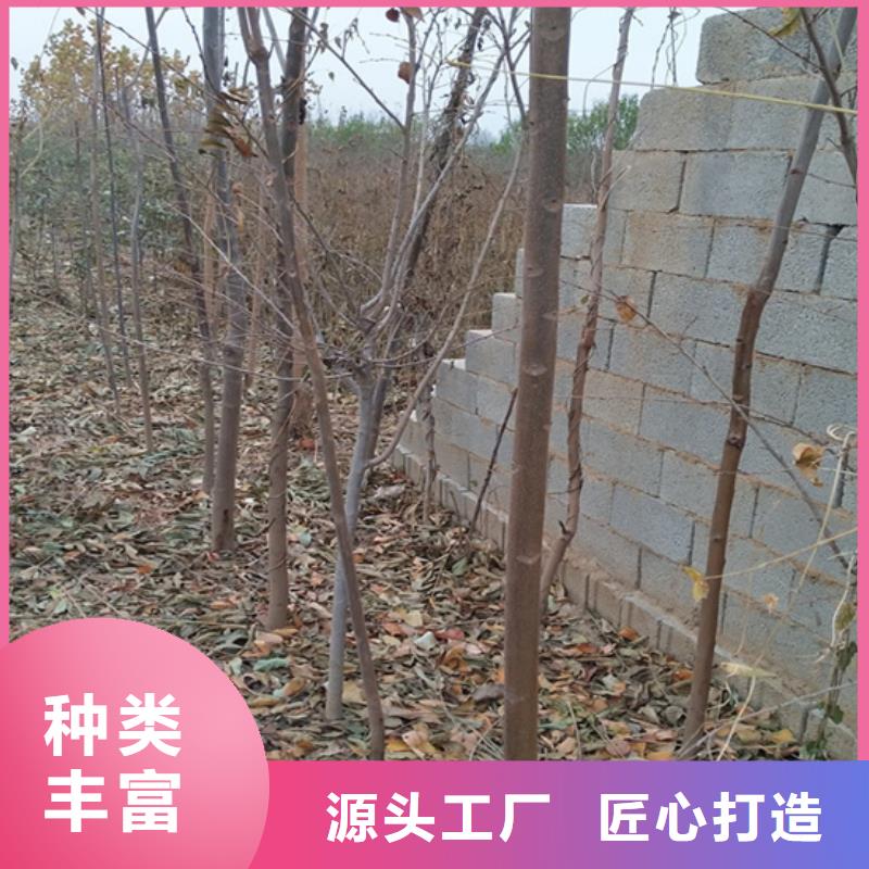 【香椿】_嘎啦苹果服务至上同城制造商