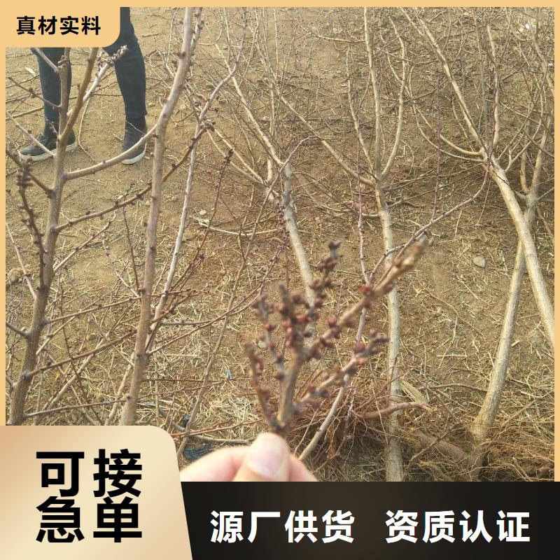 杏苹果苗用心做好细节经验丰富品质可靠