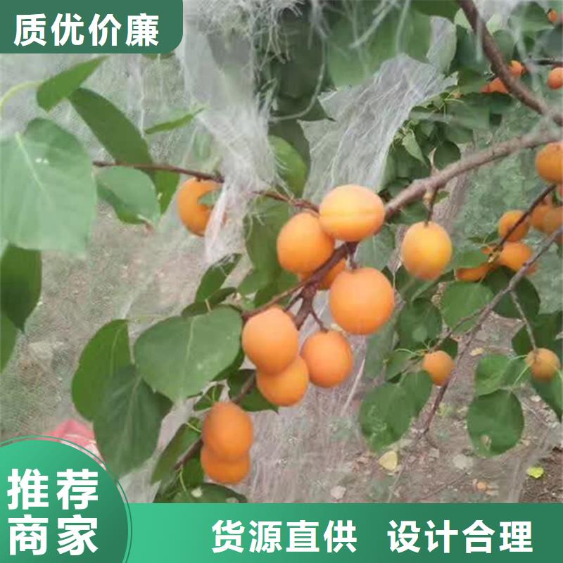 杏苹果苗采购无忧一手货源