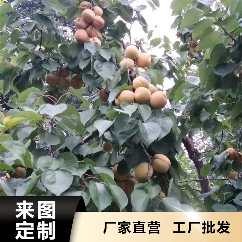 杏樱桃苗供货及时快捷物流