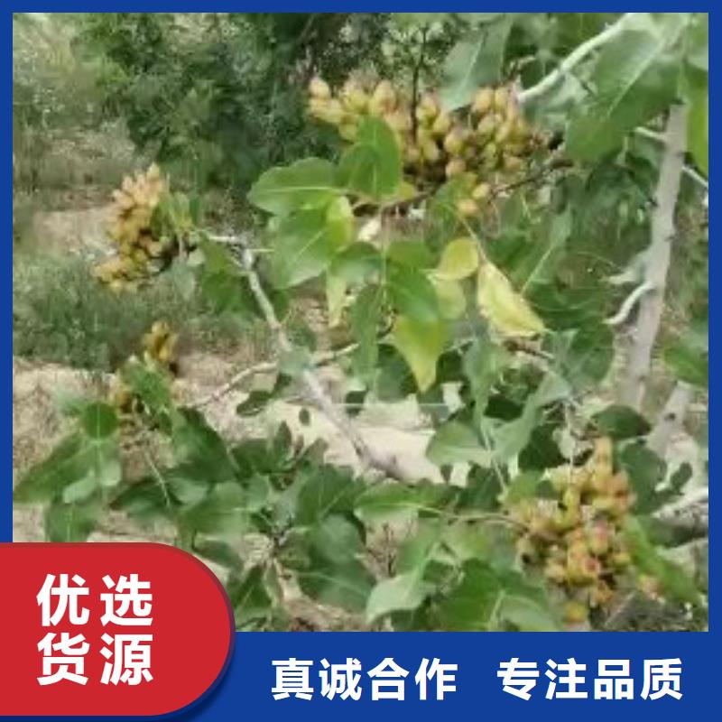 【开心果_无花果苗真材实料诚信经营】大量现货