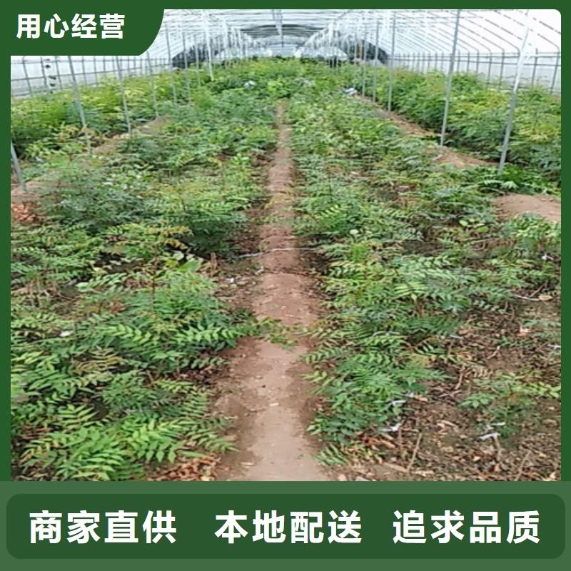 开心果苹果苗质保一年工艺精细质保长久