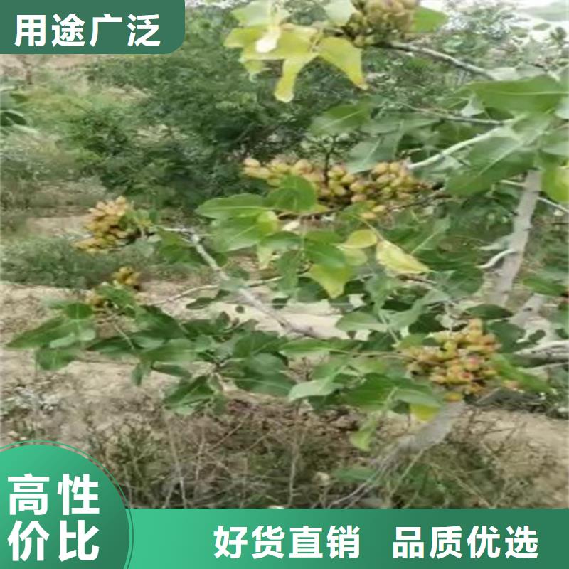 开心果苹果苗精品选购附近经销商