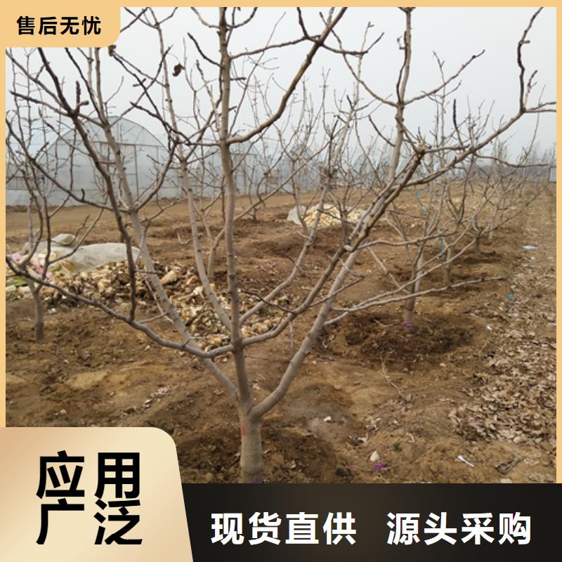 开心果,板栗苗厂家工艺先进当地厂家