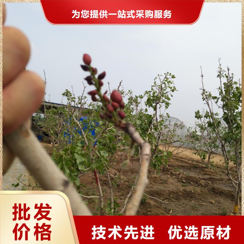 开心果【草莓苗】应用领域质量上乘