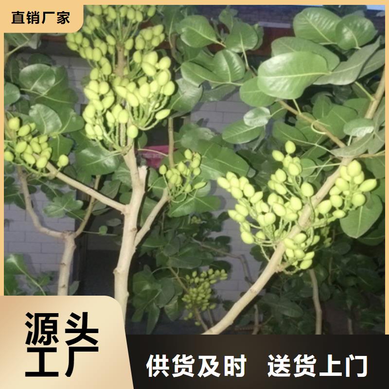 ​开心果桃树苗品质优选[当地]制造商