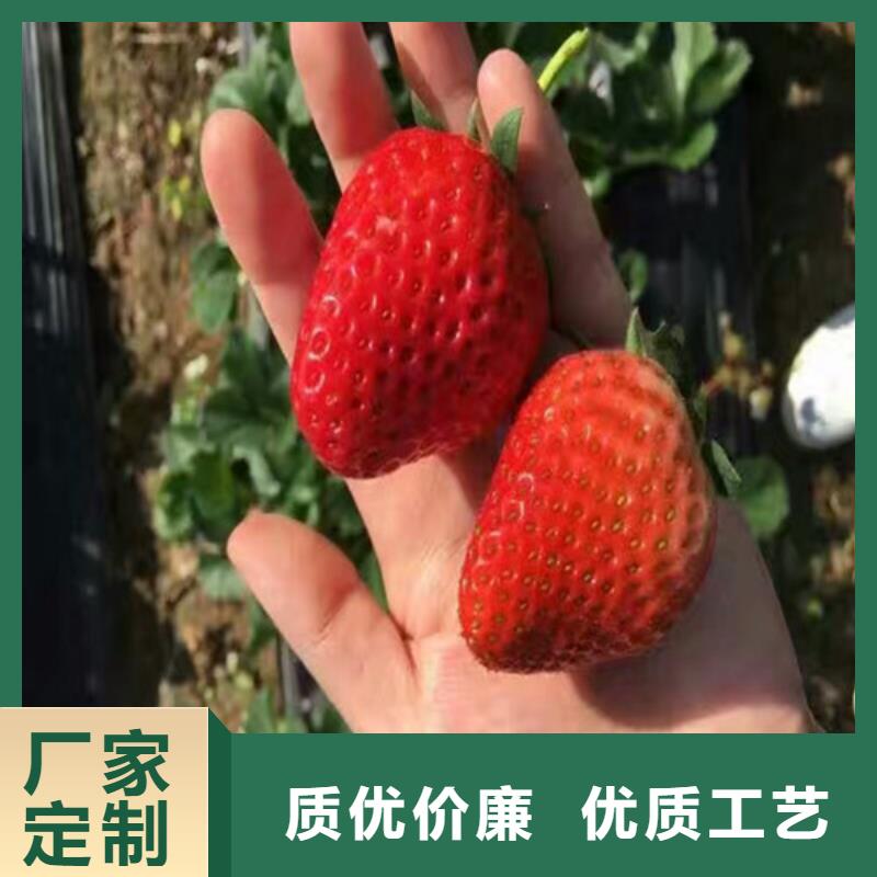 妙香草莓苗助您降低采购成本