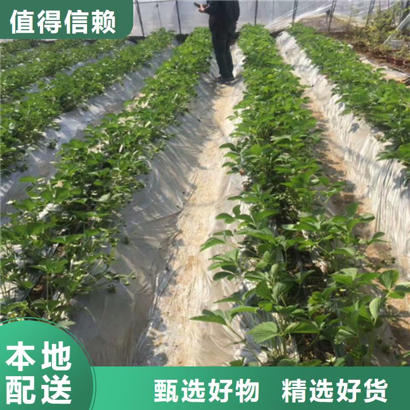 草莓苗-【大棚草莓苗】免费获取报价同城生产商