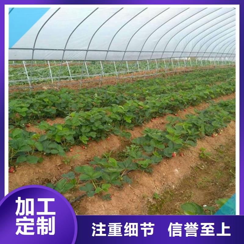 哪里批发香蕉草莓苗，香蕉草莓苗价格多少免费寄样