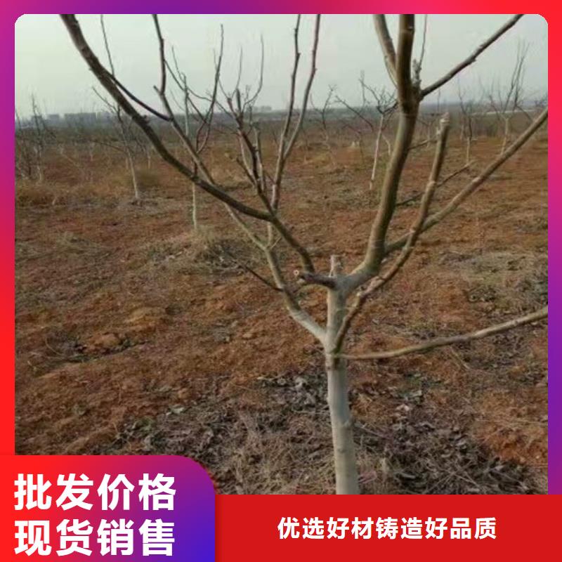 纸皮核桃苗便宜价格生产加工