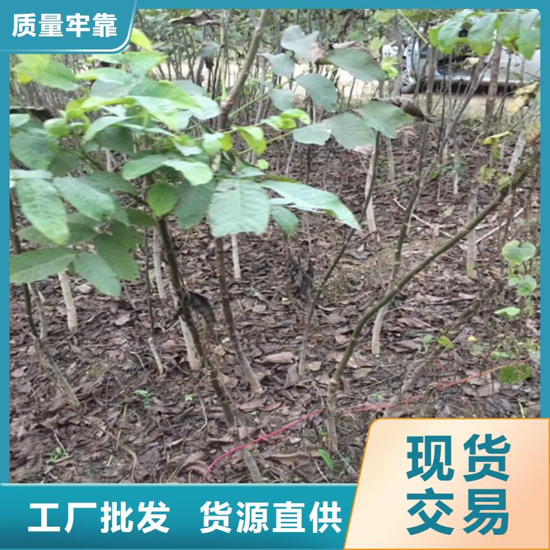 核桃苗_果树苗多年实力厂家本地供应商