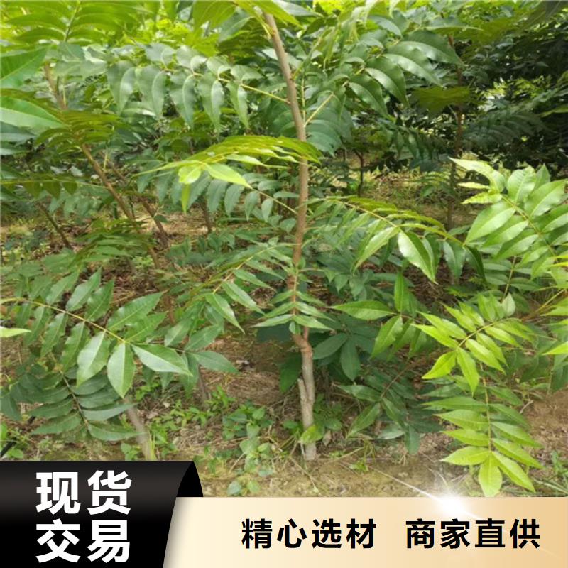 核桃苗草莓苗价格值得买同城公司