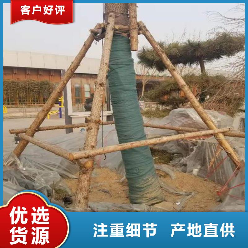 裹树布_植草格源头厂商本地经销商