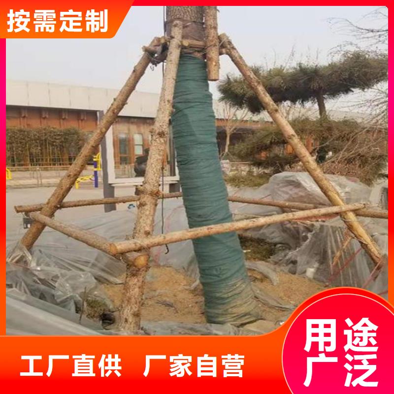 裹树布【单向塑料土工格栅】质保一年质量优选